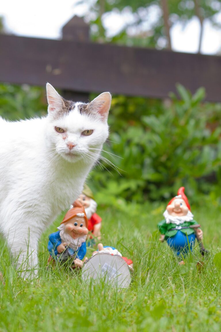 cat, pet, grass, garden gnomes, garden decoration, garden toys, plants, nature, toys, animal