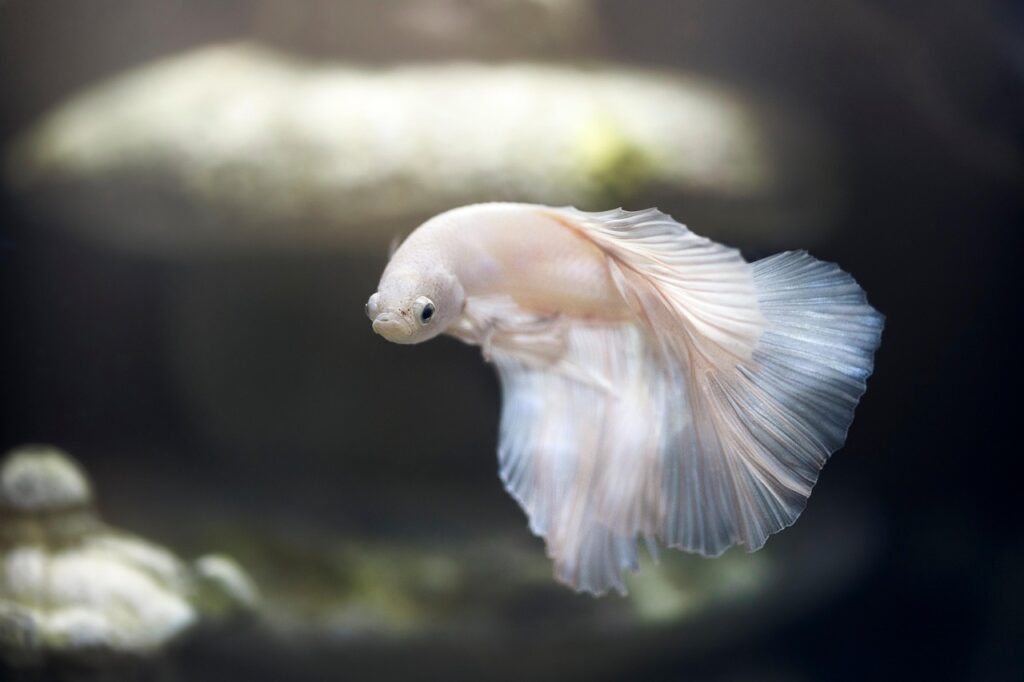 aquarium, fish, pet, betta, siamese fighting fish, animal world, swimming, nature, water, underwater, swim, tank, fish tank