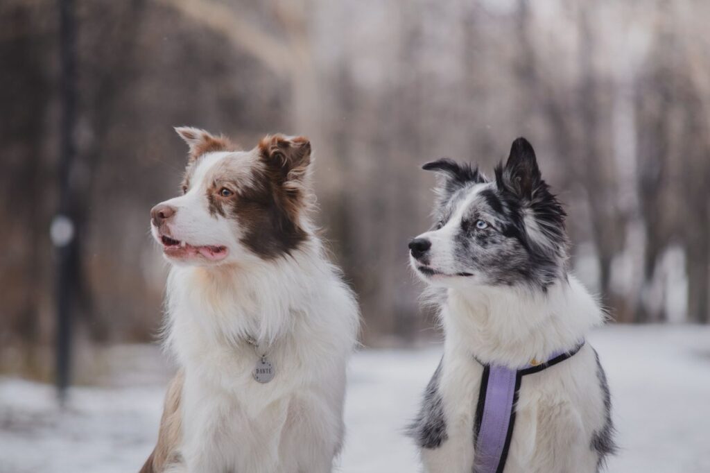Portrait of two Border Collies in a snowy winter park.