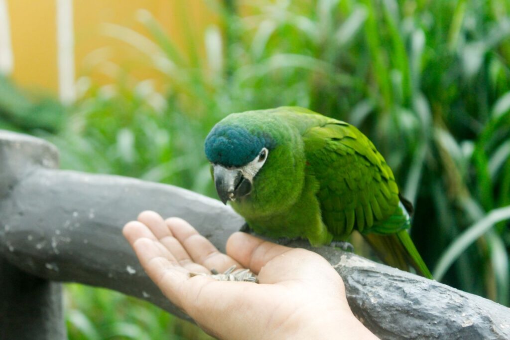 Green parrot eating seeds from a person's hand in an outdoor garden setting.